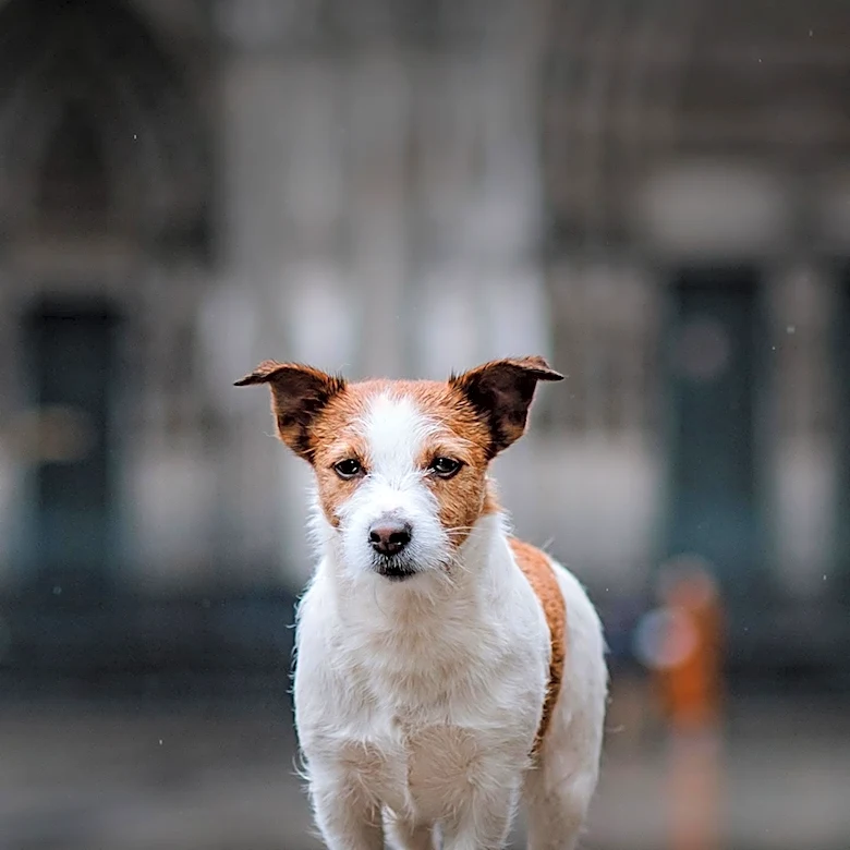 What Sets the Jack Russell Terrier Apart From Other Terriers?