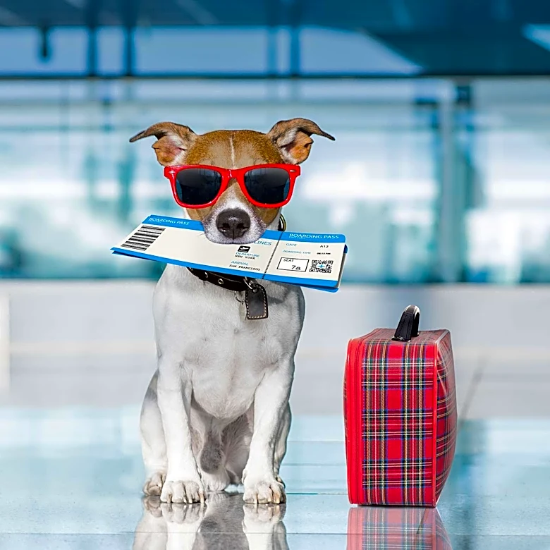 The Jack Russell Terriers That Became Stars and Heroes