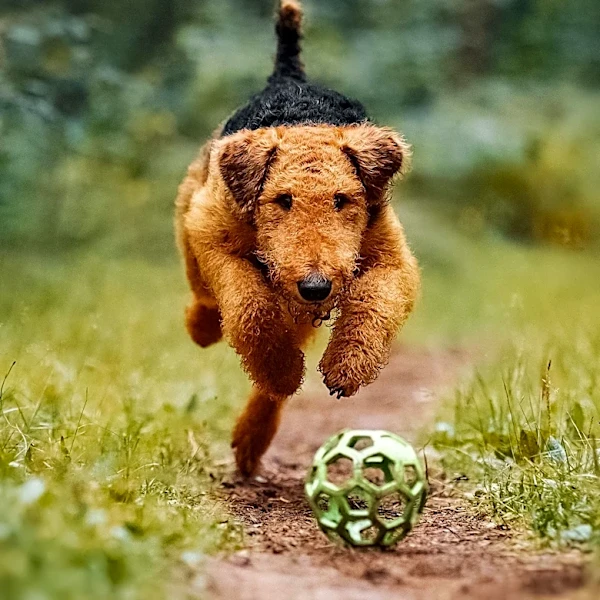What Makes Airedale Terrier the King of Terriers