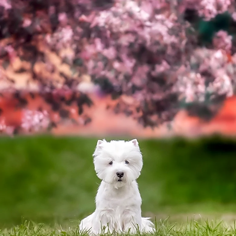 Why Do Westies Make Great Family Pets