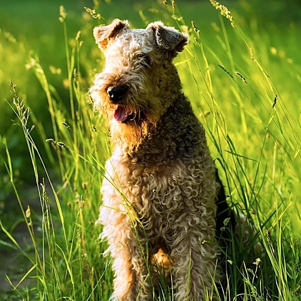 What are Norwich Terrier's Main Traits and Characteristics