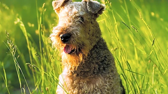 What are Norwich Terrier's Main Traits and Characteristics