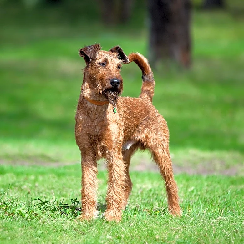 Interesting Welsh Terrier Traits and Characteristics Explored
