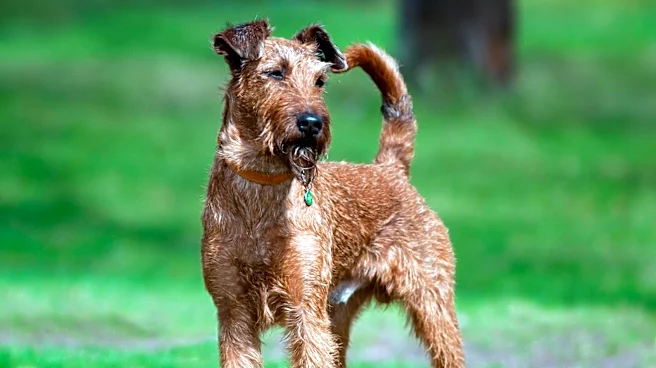 Interesting Welsh Terrier Traits and Characteristics Explored