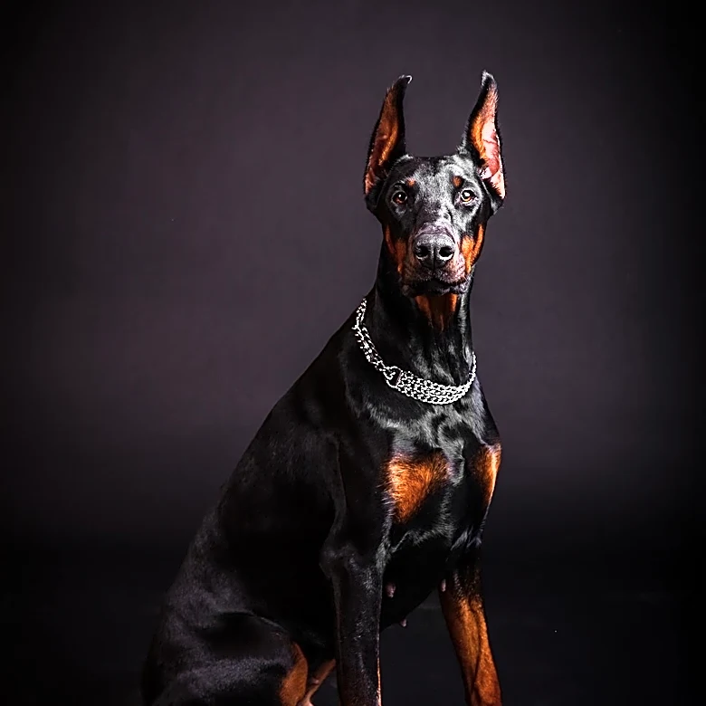 How Pinscher Breeds Evolved From Working Dogs to Family Pets
