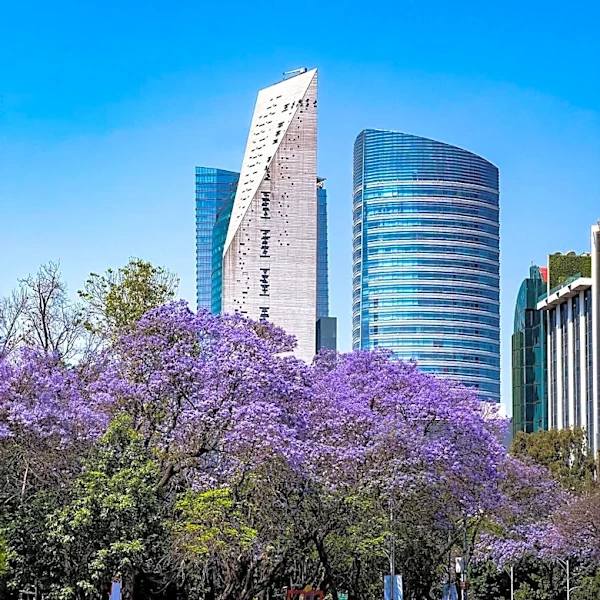 How does Pretoria's Jacarandas Define Its Identity