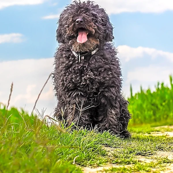How Intelligent Are Portuguese Water Dogs?