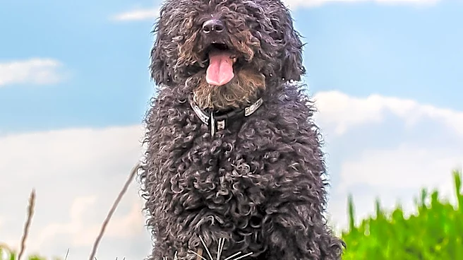 How Intelligent Are Portuguese Water Dogs?