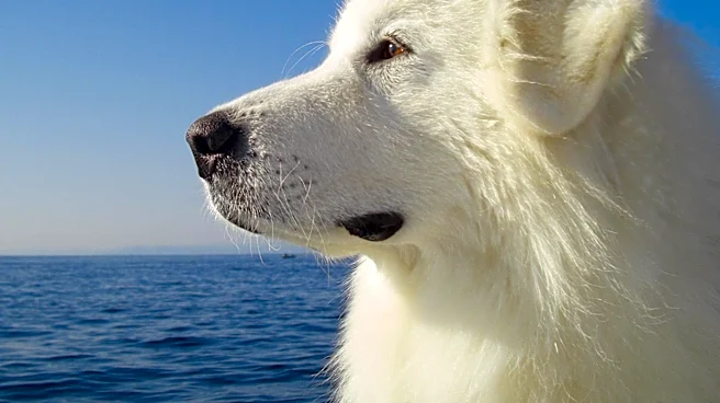 How This Working Dog Went From Fishing Boats to Family Homes