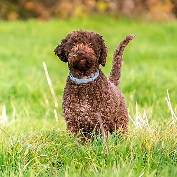 How did the Portuguese Water Dogs go from Sea to the White House