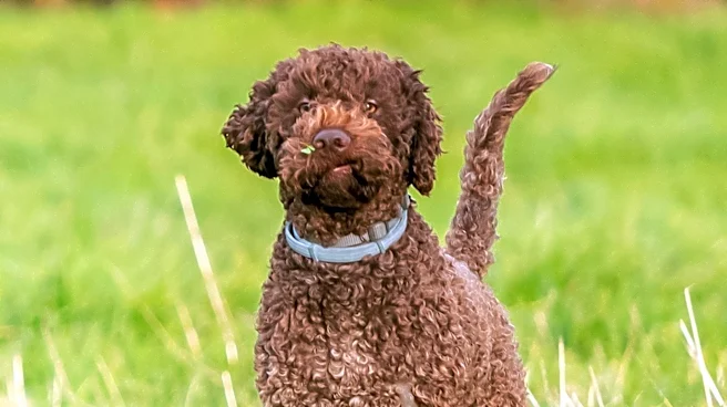 How did the Portuguese Water Dogs go from Sea to the White House