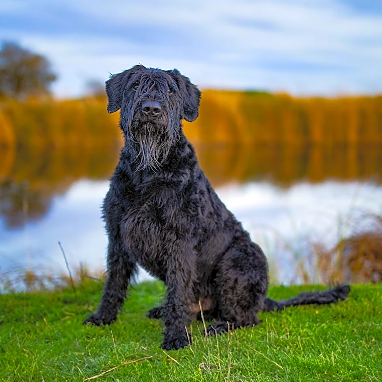How Genetics Help Explain the Giant Schnauzer's Traits