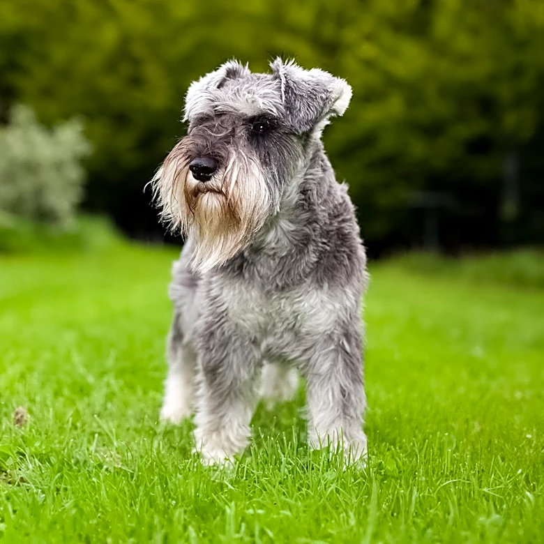 What makes the Standard Schnauzer Versatile