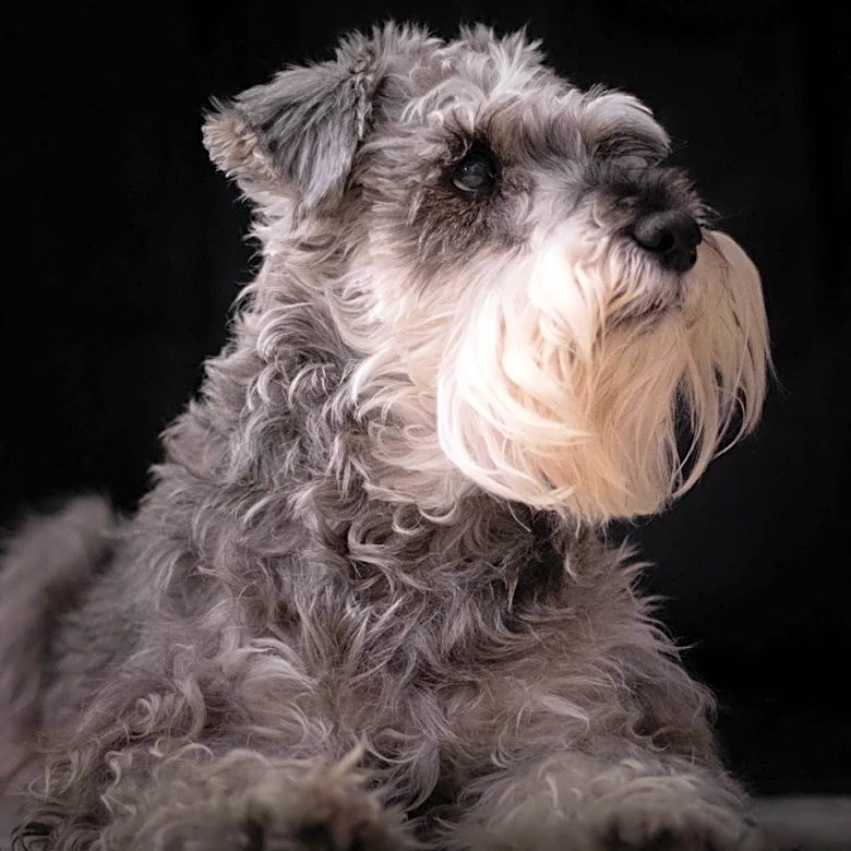 What are the main Traits and Features of Standard Schnauzer