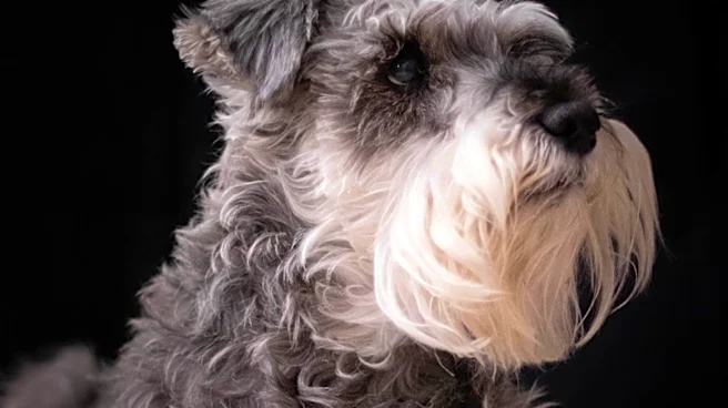 What are the main Traits and Features of Standard Schnauzer 