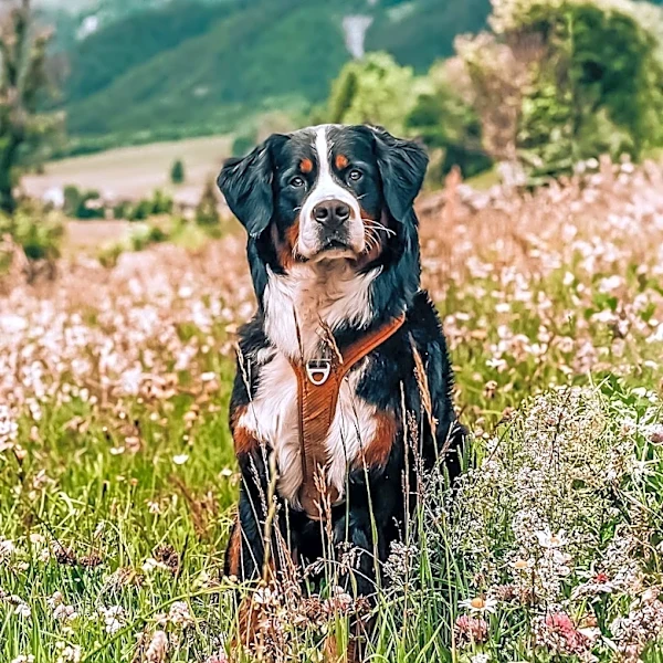 Why Bernese Mountain Dogs Were Known as Cheese Dogs