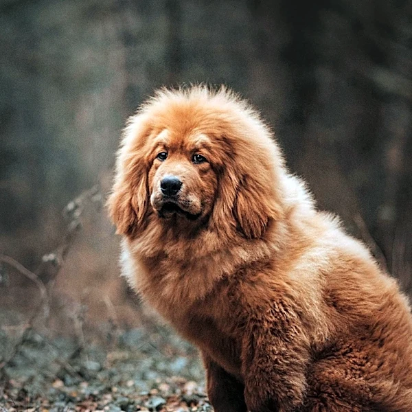 The Traits That Make Newfoundland Dogs So Special