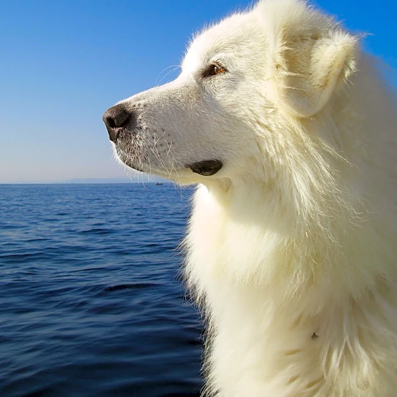 The Mountain Dog Bred to Protect Flocks From Predators