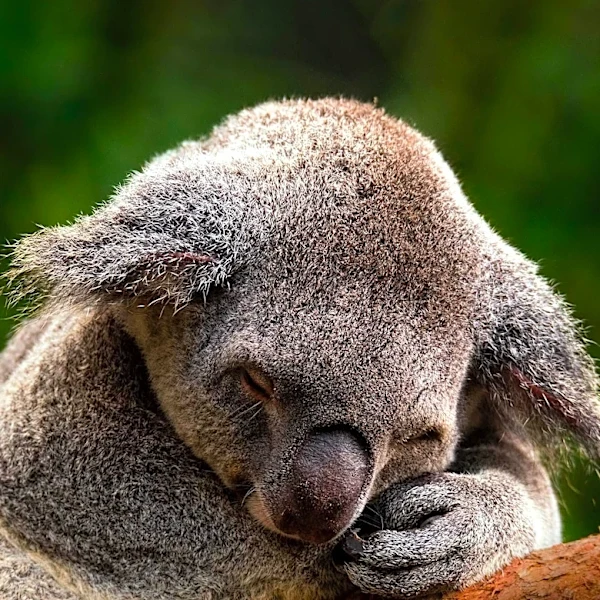 How Sleep Cycles Differ Across Humans and Animals