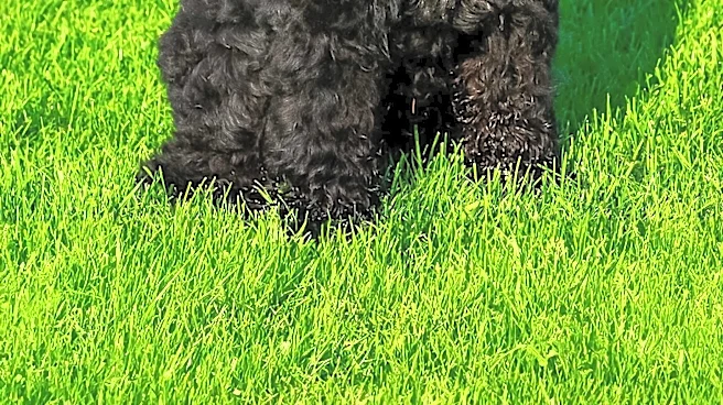 What Makes the Komondor’s Corded Coat So Unique?