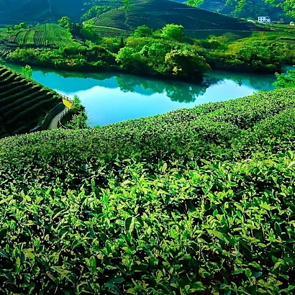 The Fascinating Journey Behind Every Cup of Green Tea