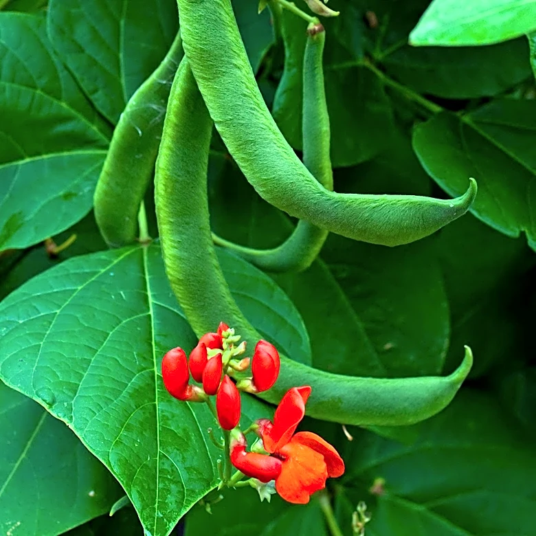 Wild Kidney Bean's Disease Resistance Potential Explored