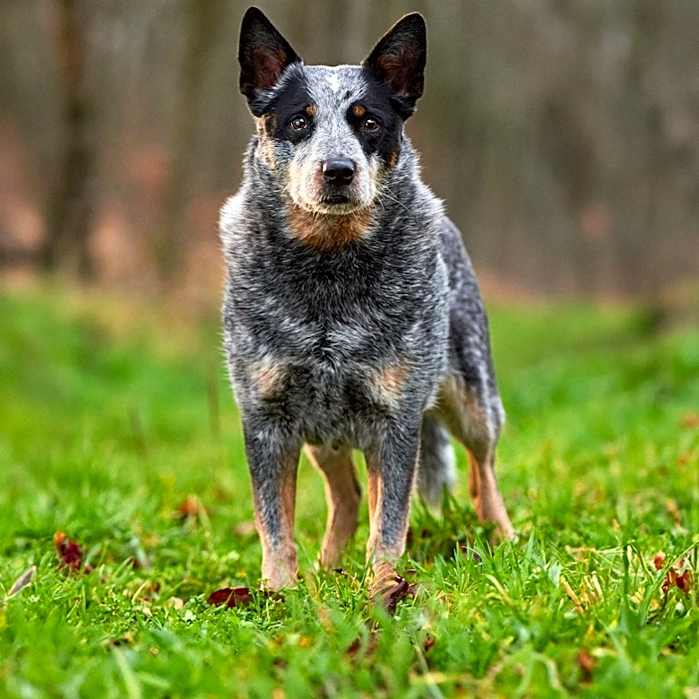 The Smart Working Dog Built for Australia’s Toughest Conditions