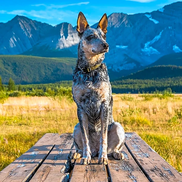 How Smart Is the Australian Cattle Dog?