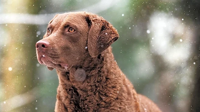 How the Chesapeake Bay Retriever Earned Its Reputation