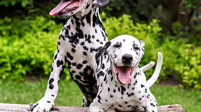 The Fascinating History of the Dalmatian Dog