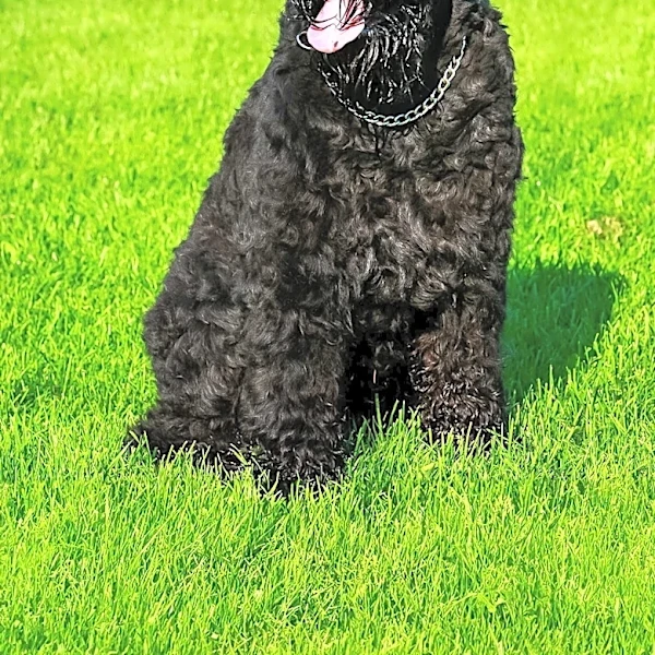 Why the Bouvier des Flandres Is One of the Most Versatile Dog Breeds