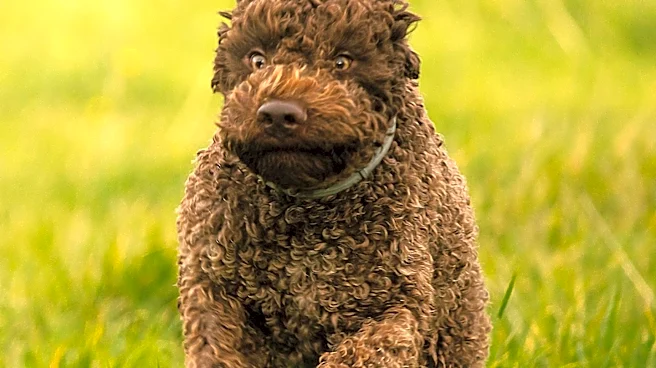 What Makes the Curly-Coated Retriever Unique?
