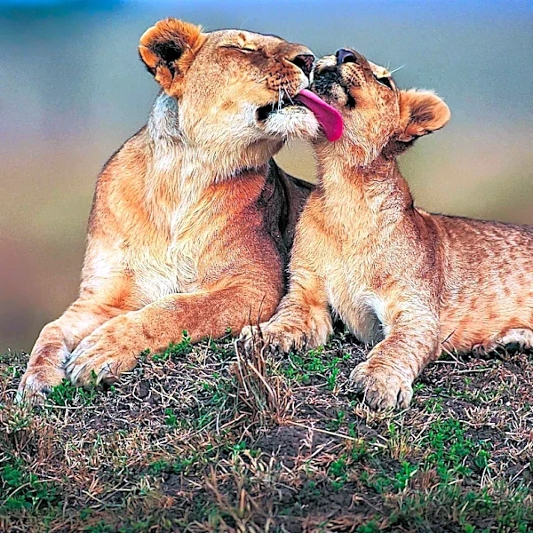 Why do Animals and Humans Groom Themselves