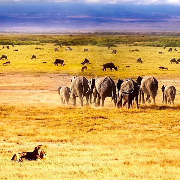 The Secret Behind Tanzania's Strong National Identity