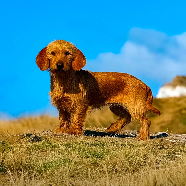 The Hunting Dog Known for Its Tough, Weather-Ready Coat