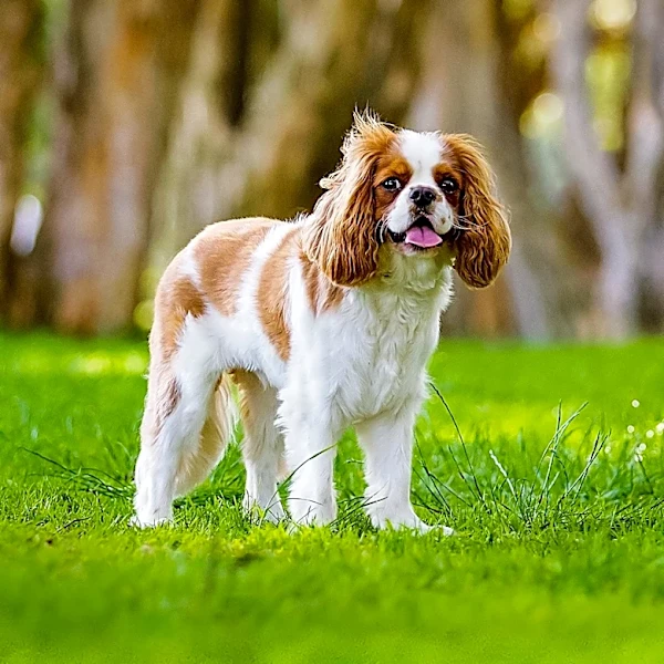How the King Charles Spaniel Became a Royal Favorite