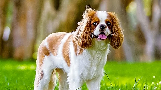 How the King Charles Spaniel Became a Royal Favorite
