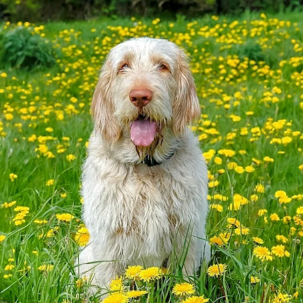 The Story Behind the Spinone Italiano Breed