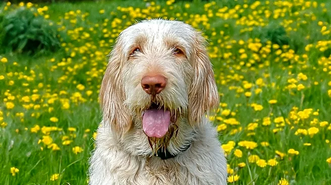 The Story Behind the Spinone Italiano Breed