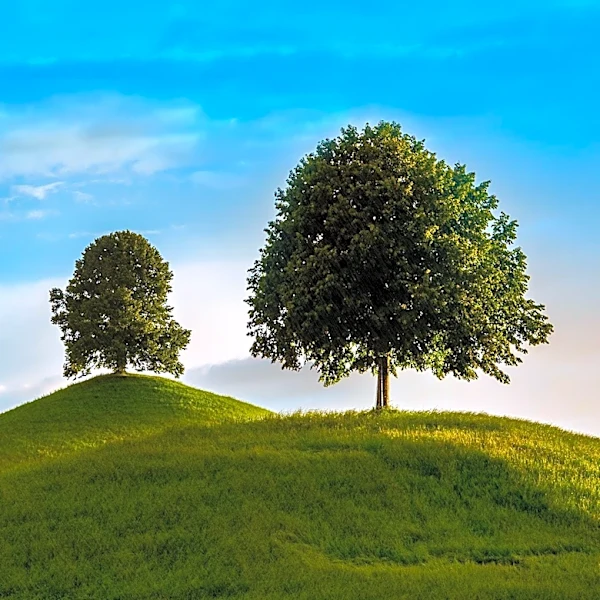 The 1946 Tribute That Turned Trees Into Historic Monuments