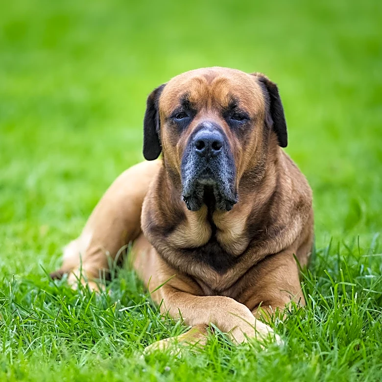 Neapolitan Mastiff Traits and Profile Explained