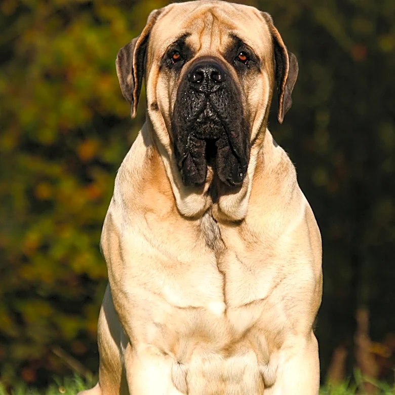 From Southern Italy to the World: The History of the Neapolitan Mastiff