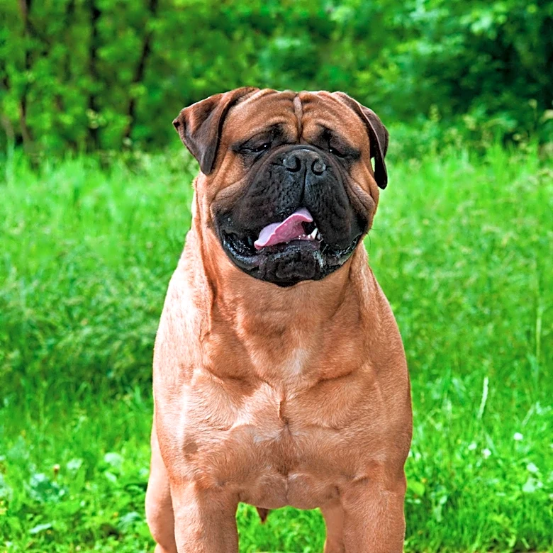 Why the Bullmastiff Is One of the Most Loyal Dog Breeds