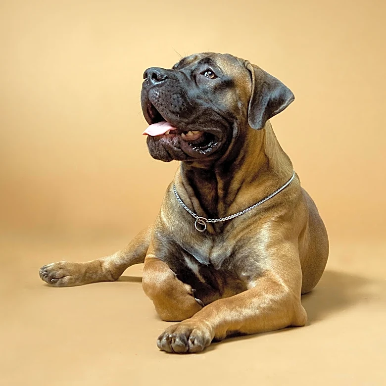 The History of the Bullmastiff Explained
