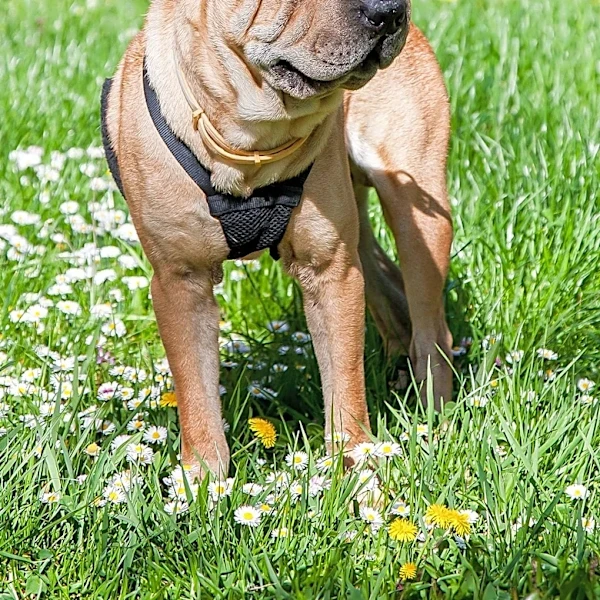Why the Shar Pei Holds a Special Place in Chinese Culture