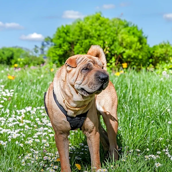 Why the Shar Pei Looks Different Today