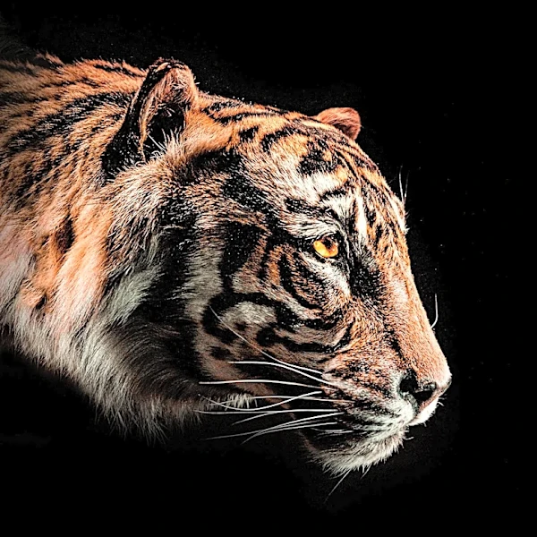 Today Marks the Enduring Legacy of Eye of the Tiger