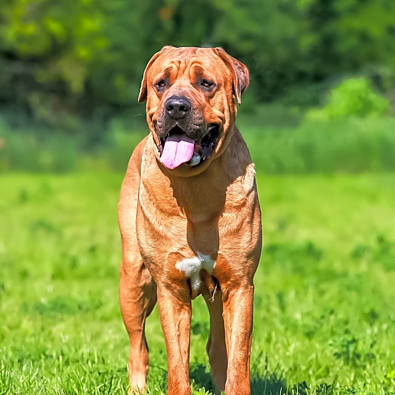 How the Boerboel Became South Africa's Iconic Guard Dog