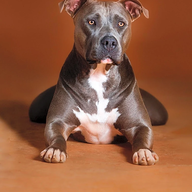 What Makes the Dogo Argentino Unique?