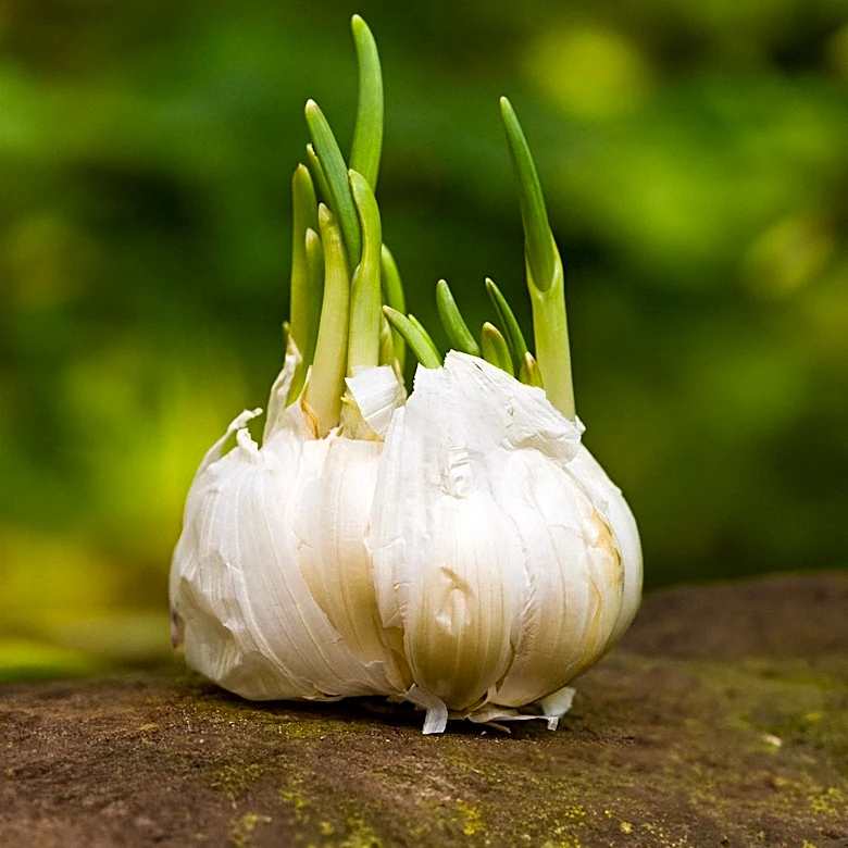 The History and Science of Garlic Explored